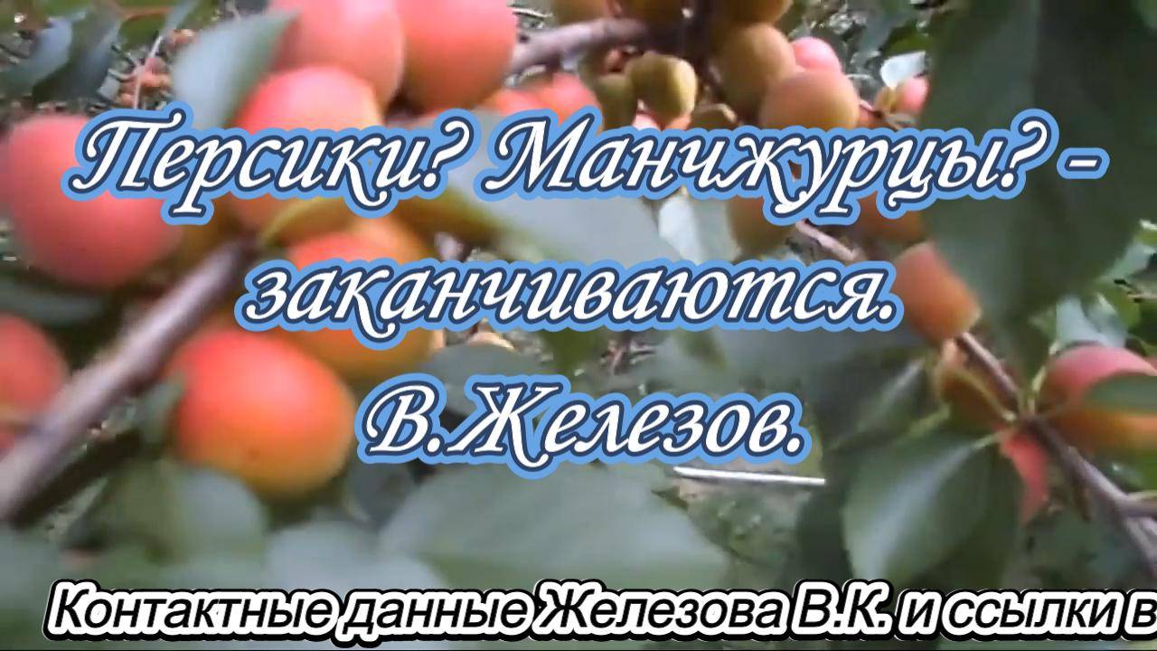 Персики? Манчжурцы? - заканчиваются. В.Железов.
