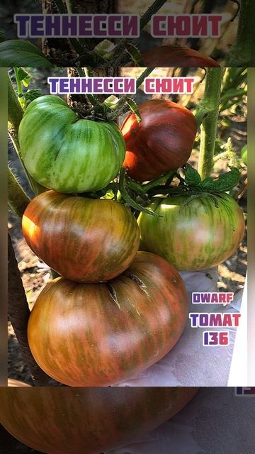 Томатные гномы 3 часть. смотреть онлайн