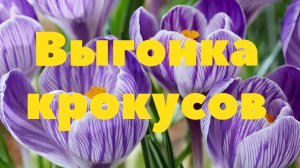 Крокусы. Выгонка.