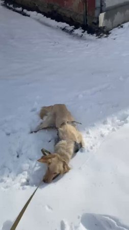 Одри