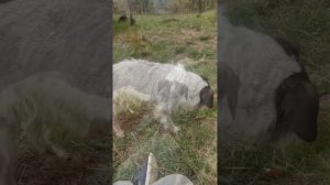 Старенькая малышка 11кг Эмми не теряет надежды найти дом❤️