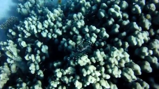 Дендрохир-зебра смотреть онлайн