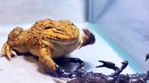 голодная жаба ест скорпионов