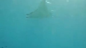 komodo diving