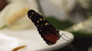 6600497-uhd_3840_2160_24fps