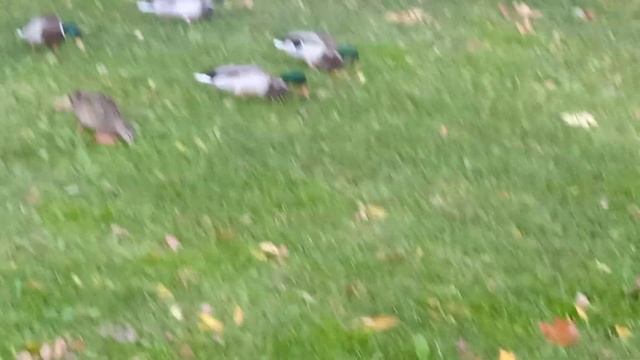 Утки, зачем? смотреть онлайн