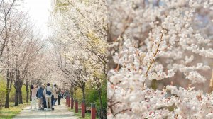 Walking Through Yeouido Cherry Blossom Festival 2025 ｜ Seoul Spring Walking Tour