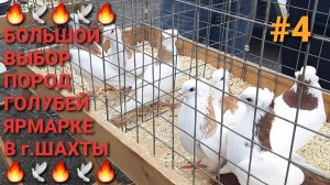 🔥🔥🔥 Большое разнообразие пород голубей на сборной ярмарке в г.Шахты. Pigeons Fair. Bird Market.