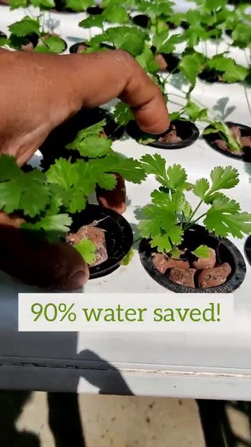 Hydroponic Coriander after 7 days of transplantation to Hydroponic System