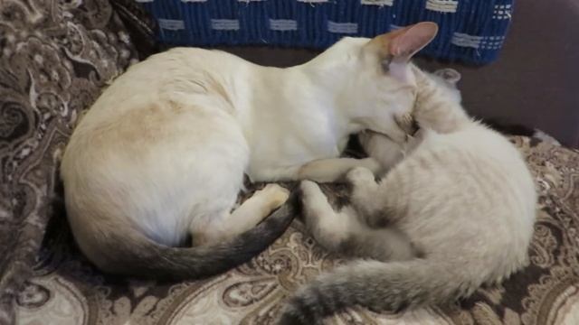 Мама, я тебя съем! смотреть онлайн