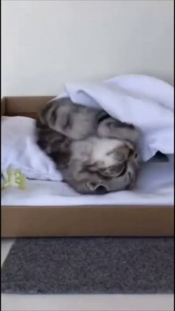 Смешные коты #48-8