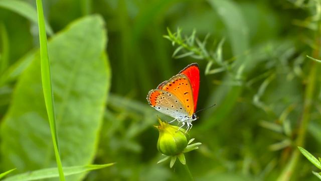 6162920-uhd_3840_2160_30fps