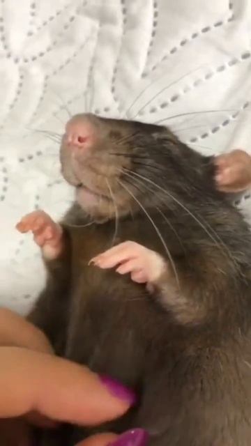 how to choose a hand rat смотреть онлайн