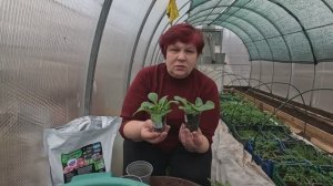 Расставьте подальше друг от друга, они не любят густоту!! Пикировка петуний!!