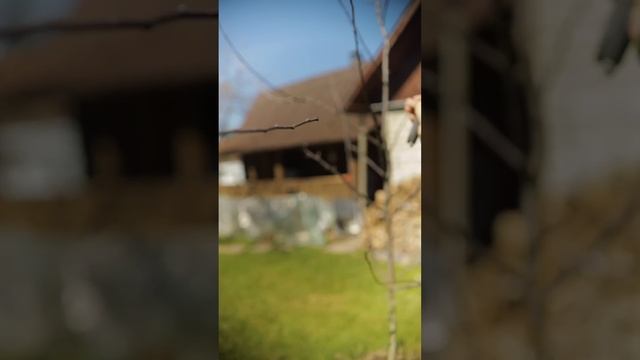 Как обрезать яблоню? Будет низкой, удобной в уходе и очень урожайной! Обрезка молодого дерева