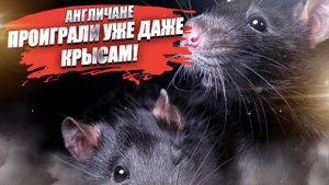 «Они повсюду!» – крысы захватили целую АЭС в Британии!