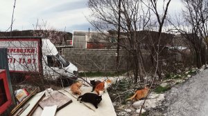 Март в Новороссийске, море город. Часть 2из 3. Поездки в Анапу, Геленджик и Глебовку. Цветы...