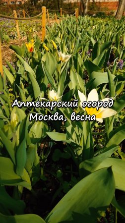 Аптекарский огород, Москва. Весна