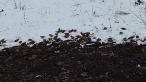 воробьи ищут еду, жизнь в деревне, деревенская атмосфера, уют в деревне