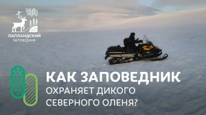 Как Лапландский заповедник охраняет дикого северного оленя?