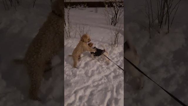 район Хорошево-Мневники 
от вчерашнего 08.04.2025г.✨️❄️
Идут бои между двумя👈 🐩🐕🦺