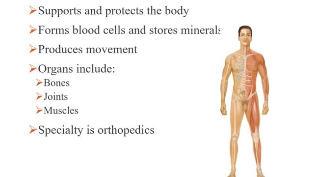 CH 2 BODY ORGANIZATION 1