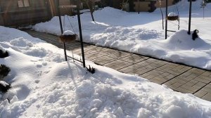 Кашпо из кокосового волокна с седумами в апреле 2025.
