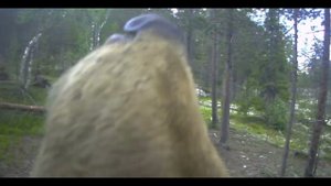 Медведь. Фотоловушка Лапландского заповедника