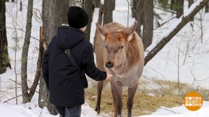 Гости из леса: дикие, но симпатичные. Доброе утро. Фрагмент выпуска от 09.04.2025