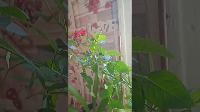 напал паутинный клещ 🕸️🕷️ смотреть онлайн