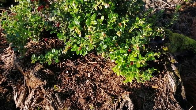 Брусника Ред Перл в пеньке! смотреть онлайн