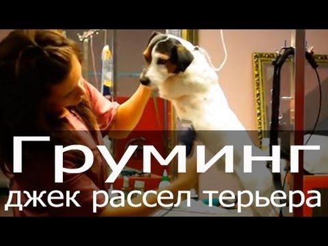 Груминг джек рассел терьера, тримминг джек рассела, стриппинг джек рассела