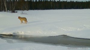 Волки. Фотоловушка Лапландского заповедника