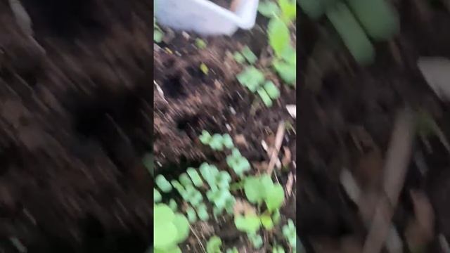 Подготовка теплицы к  посадкам