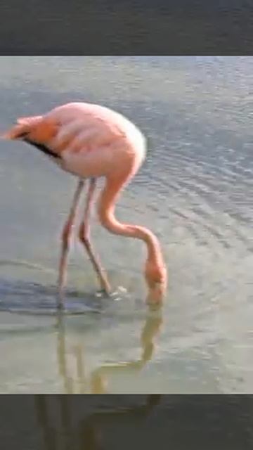 Flamingo eating in wild смотреть онлайн