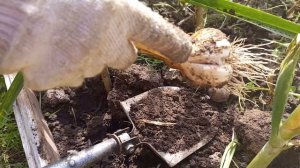 Выкапываю чеснок в этом году раньше. 23.07.2023