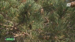 Қызыл кітапқа енген өсімдіктер | Экосана