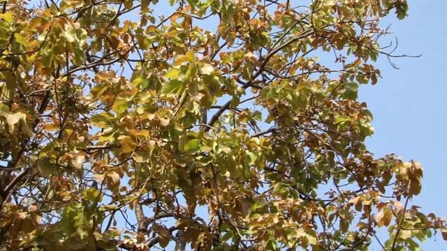 365 days schedule for Heart patients (at initial stage). Part-313 © Pankaj Oudhia смотреть онлайн