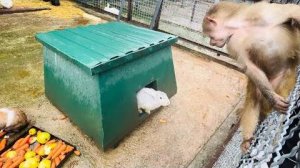 Люська ЗНАКОМИТСЯ с КРОЛИКАМИ и думает забирать ли у них морковку и яблоки или пусть едят)))