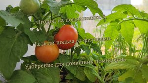 Огород на подоконнике 3. Есть ли польза от фитоламп. Удобрение для домашних помидоров.