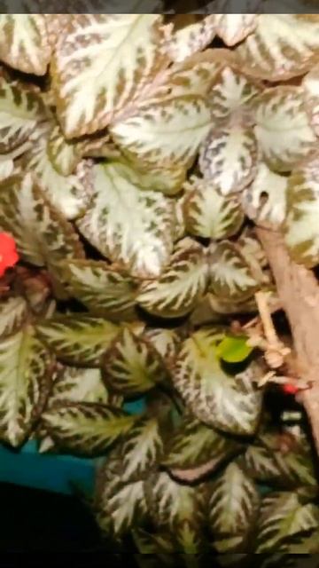 Episcia/flame violet  #hanging #outdoorplants #hangingplants #plantlover #keralagram #flowers