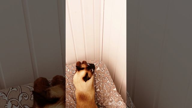 ☀️доброе🌺утро‼️Начальник 🐱сказал 😂подъём ✨в 3часа, я 😂против‼️ #кошка Ладушка #смешныекоты #кот