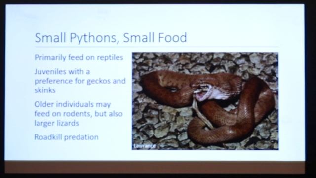 Dwarf Pythons with Justin Julander - Triple B TV Ep.202