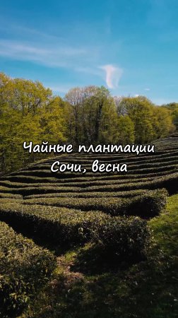 Чайные плантации, Сочи. Весна