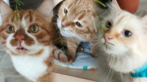 Кто съел цветочек.. Коты Миша и Стёпа или кошка Тима