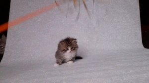 Дамир Барадж