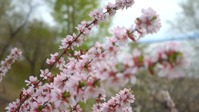 Cherry смотреть онлайн