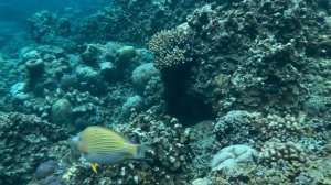 Амед подводный мир о. Бали ( Amed Bali)