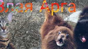 Немецкий шпиц