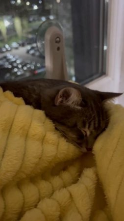 Милый котик спит у окошка 🐱